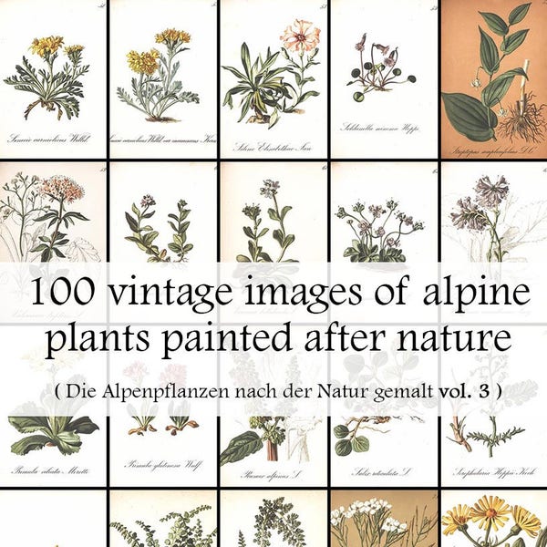 Collection of a 100 Alpine tundra plant/flower images - Vintage foral botanic Posters - Alpine plants painted after nature vol 3
