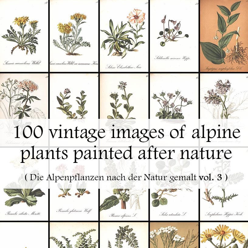 100 Vintage Alpine Plant Images  Floral Botanic Art (digital Download) -  Etsy