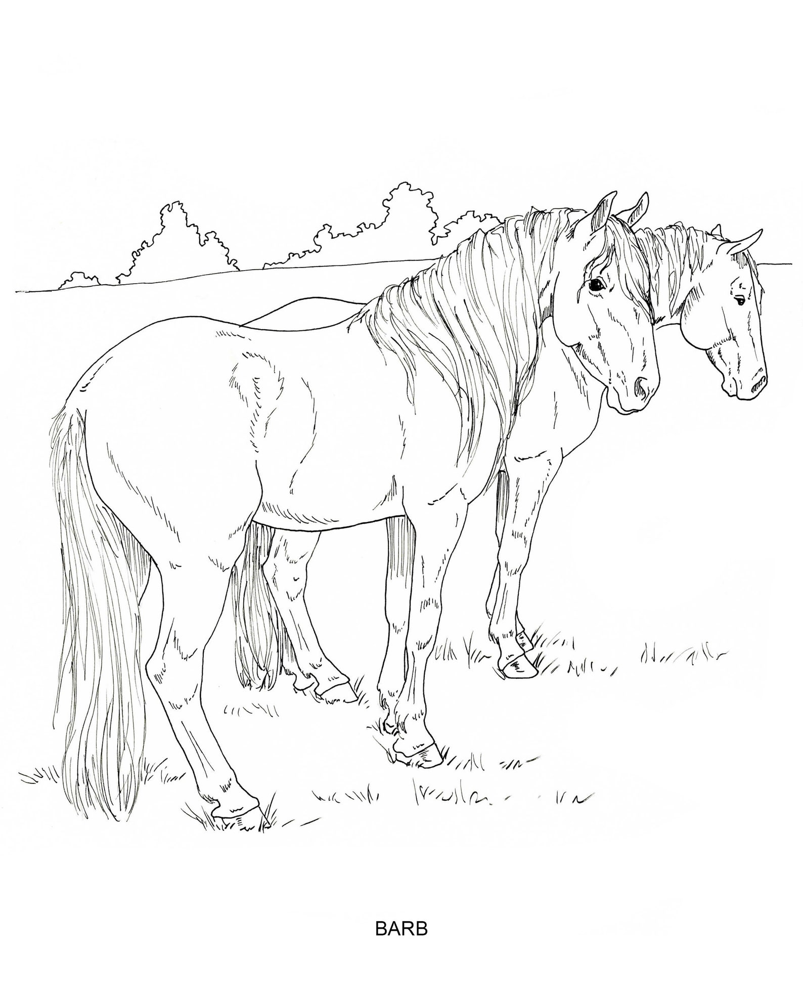 PRINTABLE Set of 10 Horse Breed Coloring Pages 2 Digital Download Etsy