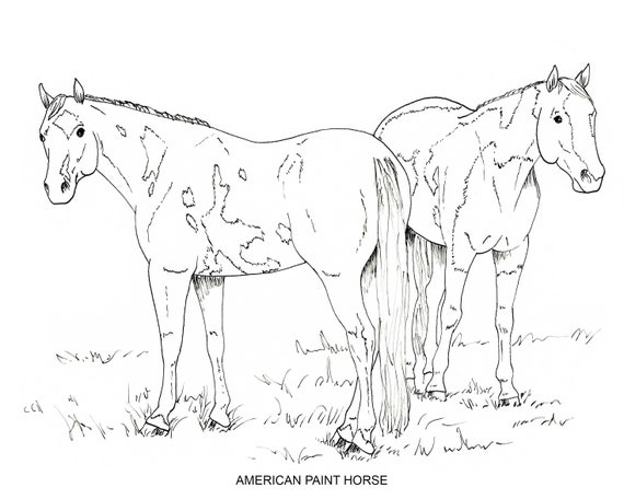 printable set of 10 horse breed coloring pages 2 digital etsy canada
