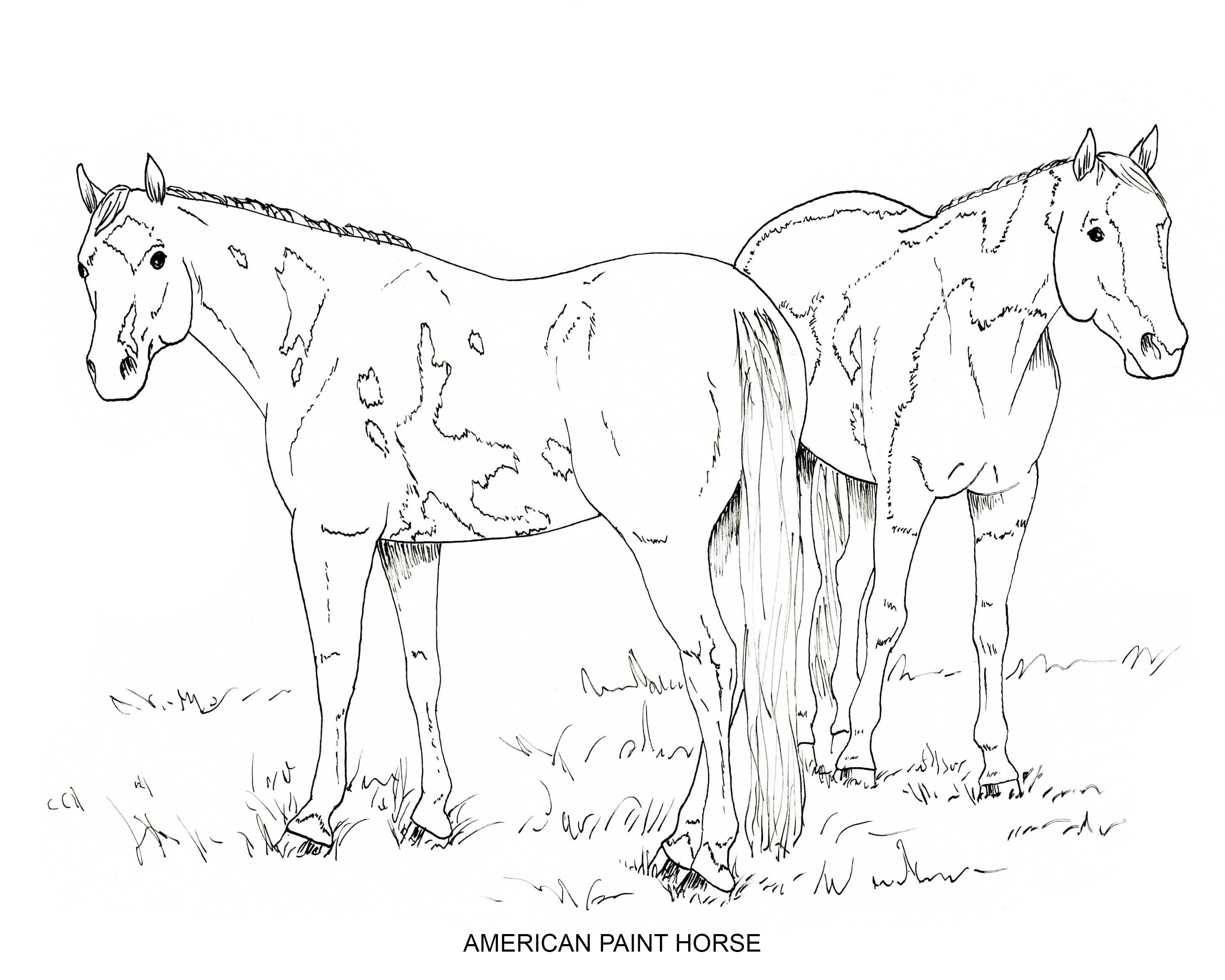 Cavalos para colorir in 2023  Horse drawings, Horse coloring pages, Easy  horse drawing