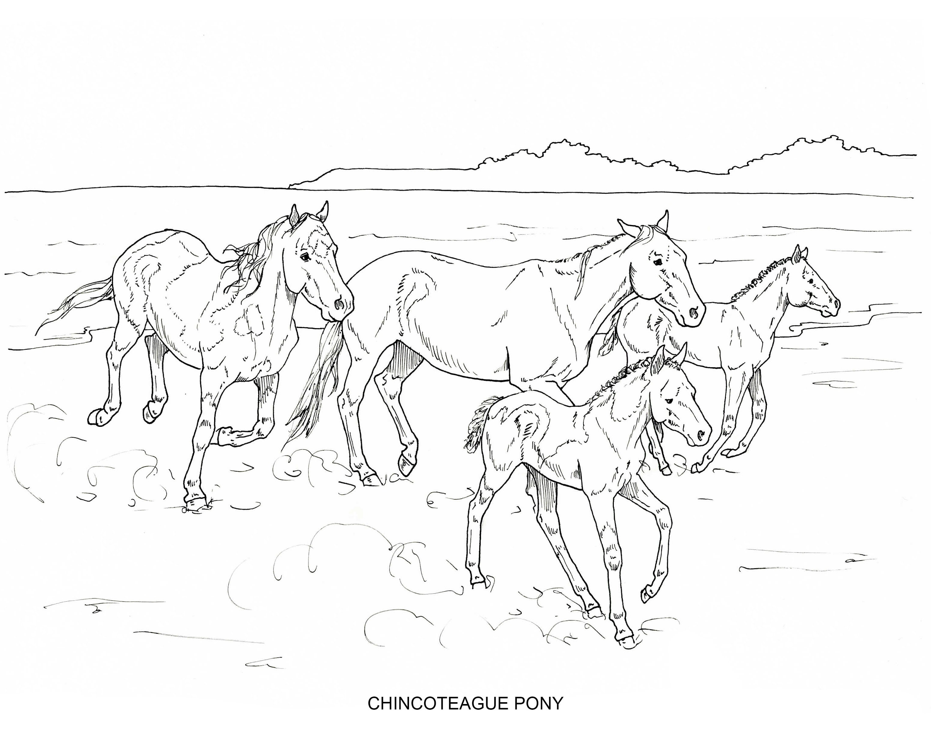 PRINTABLE set of 10 Horse Breed coloring pages 2 Digital -  Portugal