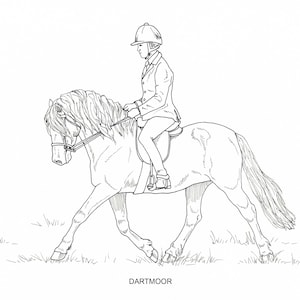 PRINTABLE Set of 10 Horse Breed Coloring Pages - Digital Download - Etsy