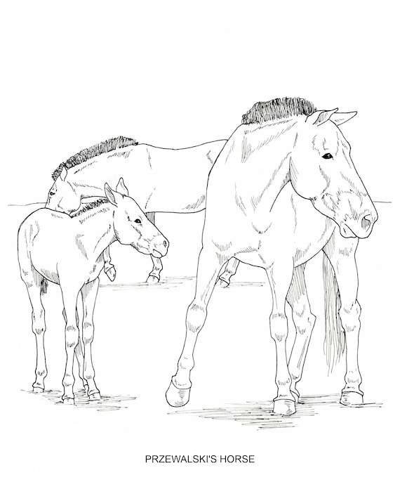 Cavalos para colorir in 2023  Horse drawings, Horse coloring pages, Easy  horse drawing