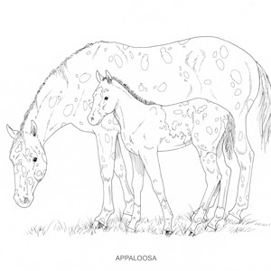 PRINTABLE set of 10 Horse Breed coloring pages - Digital download