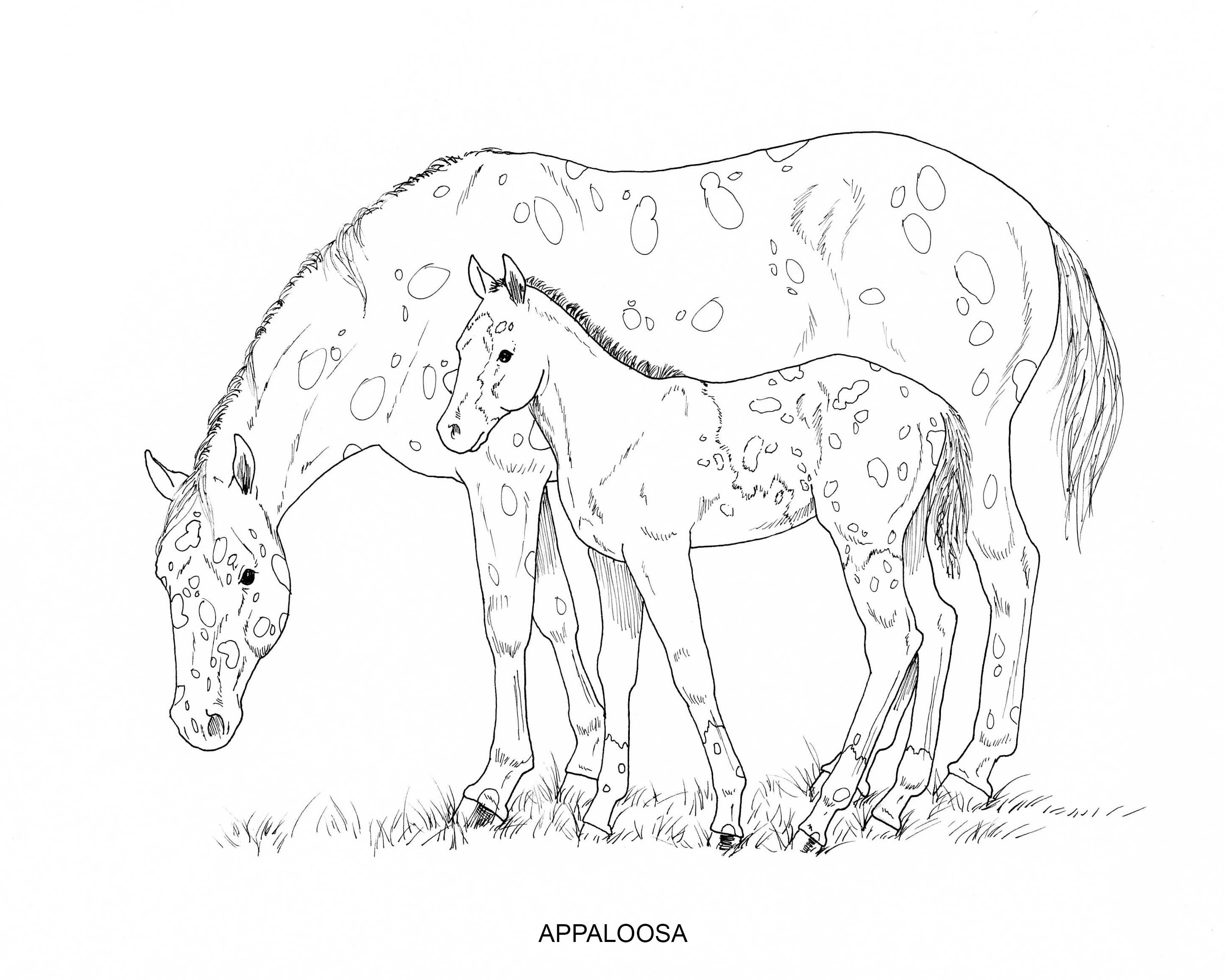 Free Horse Breeds Coloring Pages