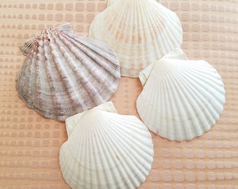 May include: Four seashells on a peach-colored textured surface. The shells are white and beige with a ribbed texture.