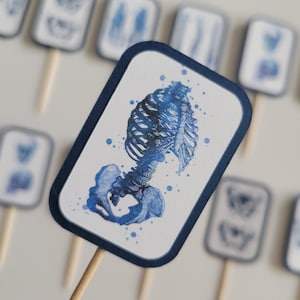 Xray Radiology Technician Skeleton Medical Imaging Bones Bone Densitometry Diagnosis Party Graduation Hospital Clinic Blue Cupcake Toppers