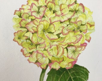 Original Watercolour Painting of a Green Hydrangea, Watercolour Flowers, Flower Painting, Home Design, Home Decor, Hydrangea Painting