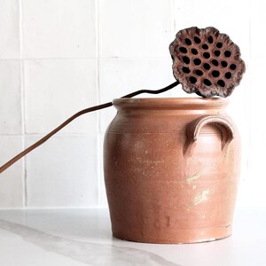 Op de afbeelding: Een rustieke, terracotta-kleurige keramische pot met twee handvatten, met een gedroogde lotuspeul. De peul is bruin met veel kleine gaatjes. Een lange, dunne stengel strekt zich uit van de peul, waardoor een natuurlijke, minimalistische esthetiek ontstaat.