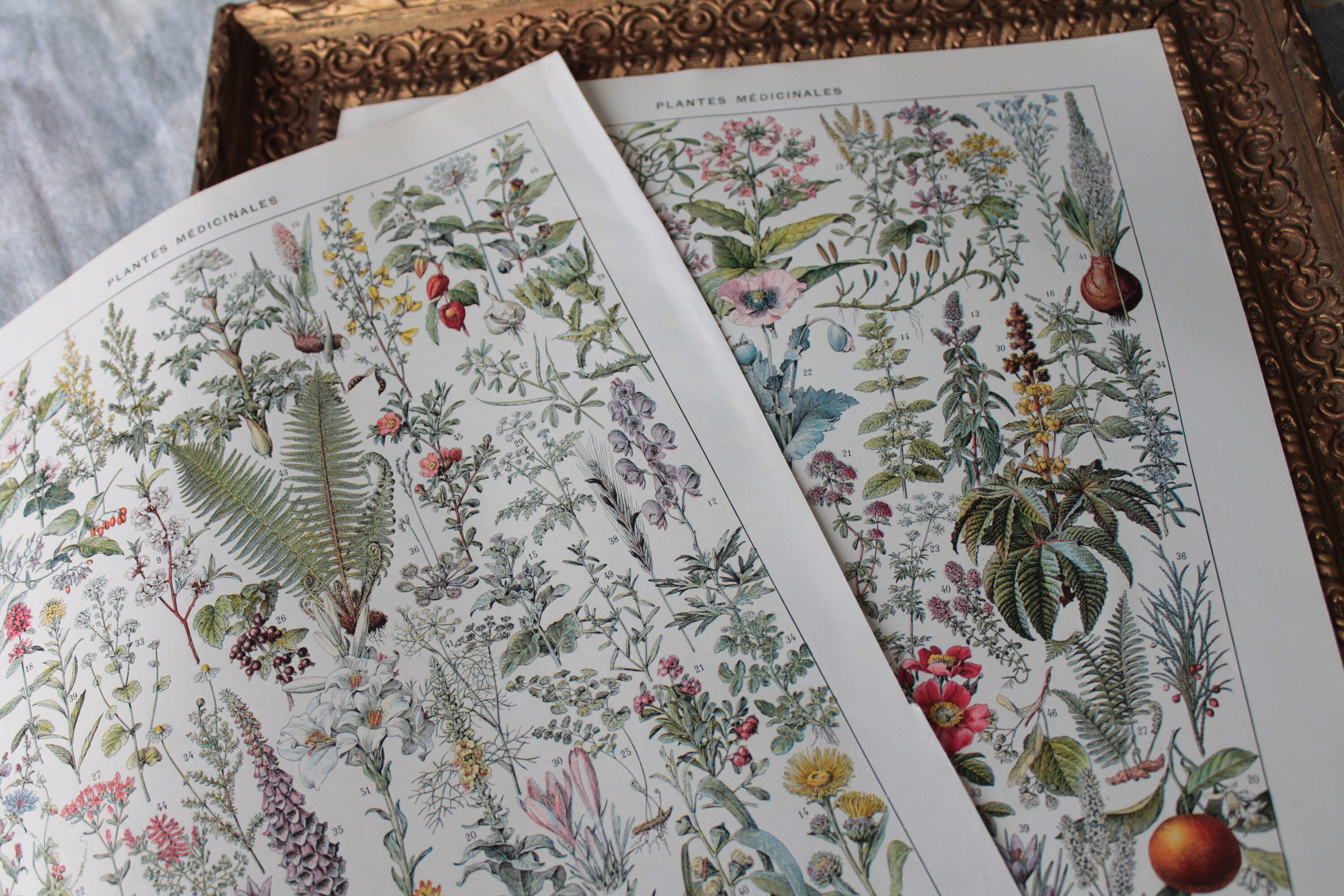 Encyclopédie des Plantes Médicinales Larousse - Permatheque
