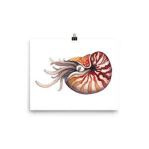 Nautilus watercolor art print