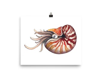 Nautilus watercolor art print