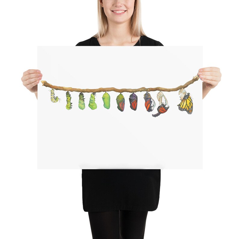 May include: A watercolor illustration of a caterpillar transforming into a butterfly. The caterpillar and chrysalis are hanging from a branch. The butterfly is a monarch butterfly with orange, black, and white wings.