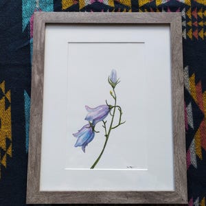 blue bells original watercolor sketch