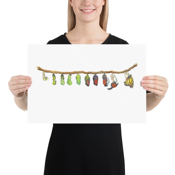 Monarch metamorphosis poster