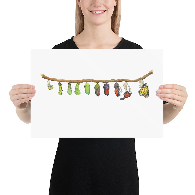 May include: A watercolor illustration of a row of butterfly chrysalises and butterflies in various stages of development, hanging from a branch. The chrysalises are green, brown, and purple, and the butterflies are orange, black, and white.