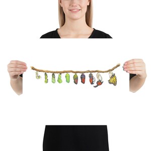 May include: A line of green, brown, and purple chrysalises hang from a branch, with a few butterflies emerging from the chrysalises. The butterflies are orange, black, and white.