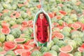 Watermelon Sugar Air Freshener in the Style of Harry