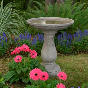 May include: A grey stone bird bath filled with water in a garden setting. Vibrant pink gerbera daisies bloom in the foreground, with blue flowers and green foliage around the bird bath.