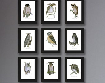 2) set of 9 fun Owl Prints by Tony Fernandes (prints unframed)