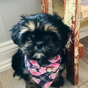 Cocoa & Marshmallows Dog Scarf