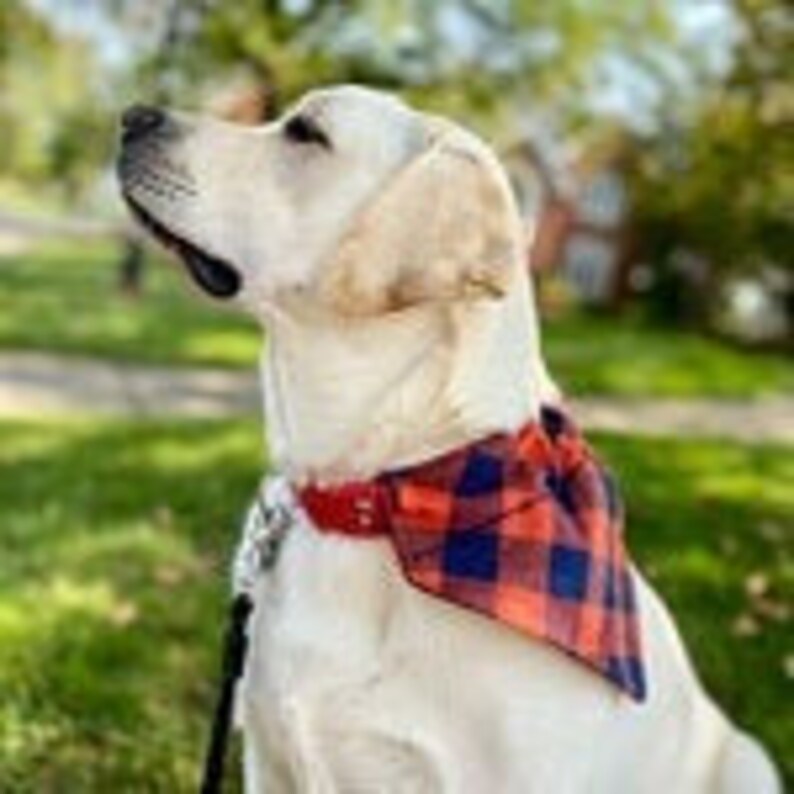 Navy and Burnt Orange Plaid Dog Scarf.