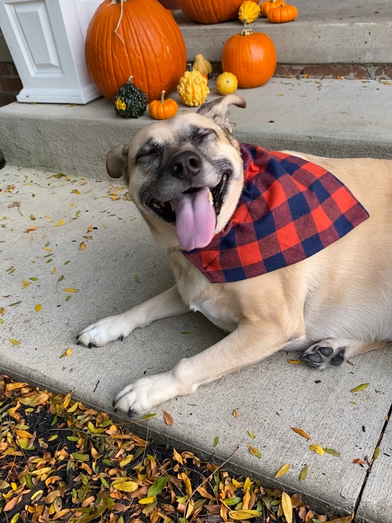 Navy and Burnt Orange Plaid Dog Scarf.