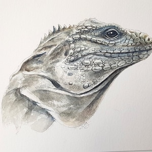 Watercolor of an iguana