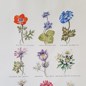 Watercolor Flower, anemone