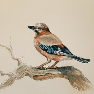 watercolor of a jay