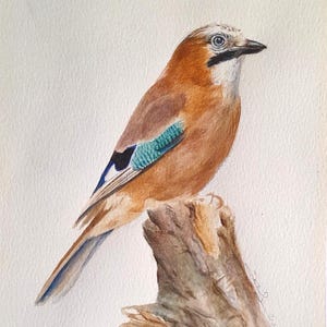Watercolor Eurasian jay