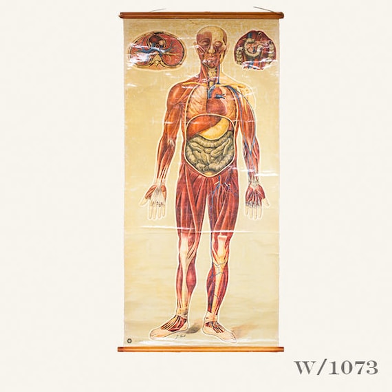 Wall Chart Of Human Anatomy