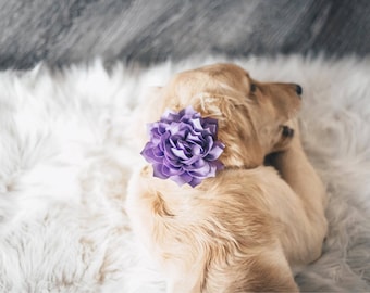 dog collar flower attachment