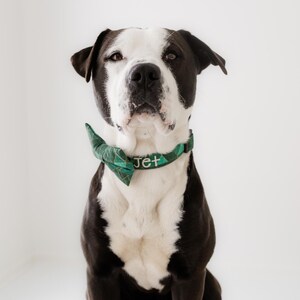 May include: A black and white dog wearing a green plaid bow tie collar with the name "Jet" embroidered in white. The dog is centered against a plain white background, looking directly at the camera.