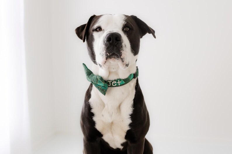 May include: A black and white dog wearing a green plaid bow tie collar with the name "Jet" embroidered in white. The dog is centered against a plain white background, looking directly at the camera.