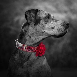 Floral Dog Collar, Embroidered Dog Collar, Personalized Dog Collar, Custom Dog Collar, Rose Dog Collar, Girl Dog Collar, Engraved Buckle image 6