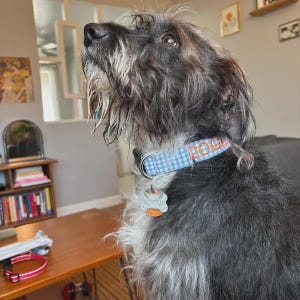 May include: A dog with shaggy black and gray fur wearing a light blue and white gingham patterned collar. The collar features the name ROGER embroidered in orange thread. A silver-toned metal bone-shaped identification tag hangs from the collar.