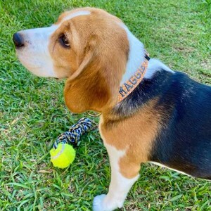 May include: A beagle dog with brown, white, and black fur wearing an orange and white patterned collar with the name MAGGIE embroidered in blue thread. A yellow tennis ball attached to a blue and yellow braided rope toy lies on the grass nearby.