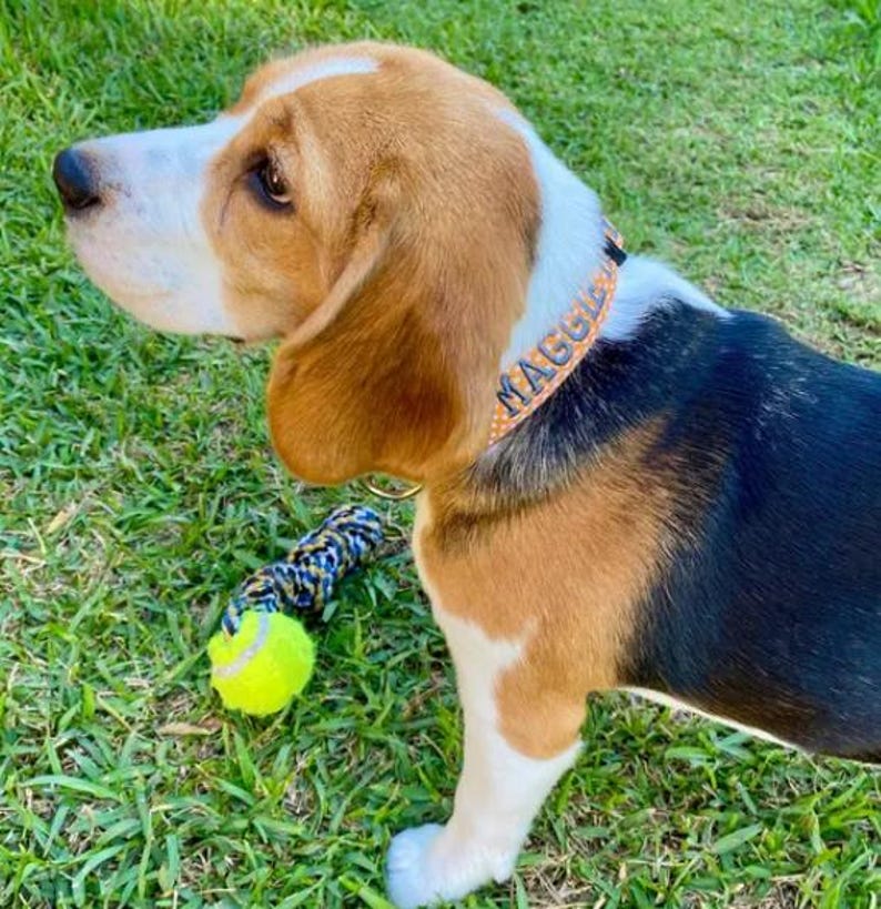 May include: A beagle dog with brown, white, and black fur wearing an orange and white patterned collar with the name MAGGIE embroidered in blue thread. A yellow tennis ball attached to a blue and yellow braided rope toy lies on the grass nearby.