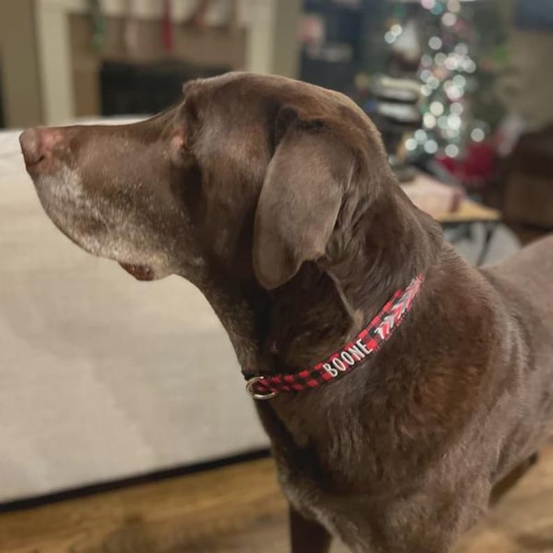 May include: A chocolate brown dog wearing a red and black buffalo plaid collar. The collar features a silver metal D-ring and is personalized with the name BOONE embroidered in white capital letters along the side of the fabric strap.