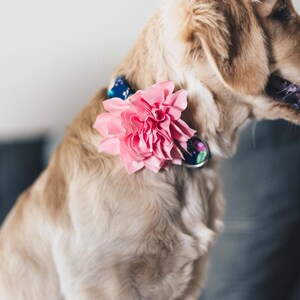 Duke and Fox Colored Flower modeled on dog