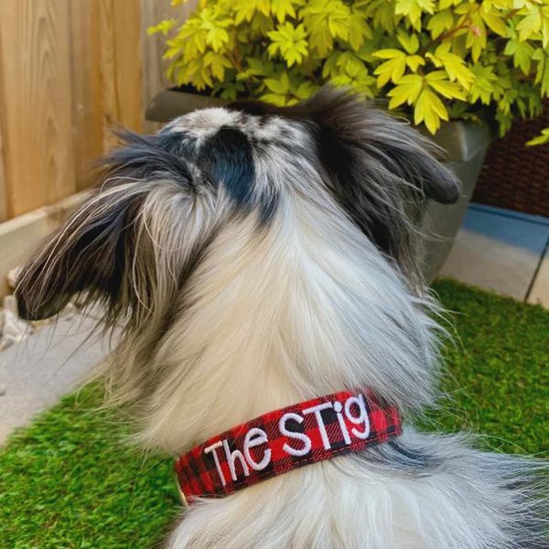 May include: A dog collar featuring a red and black buffalo plaid pattern with the name The STig embroidered in white script lettering. The collar is worn around the neck of a dog with long, fluffy, black, white, and grey fur.