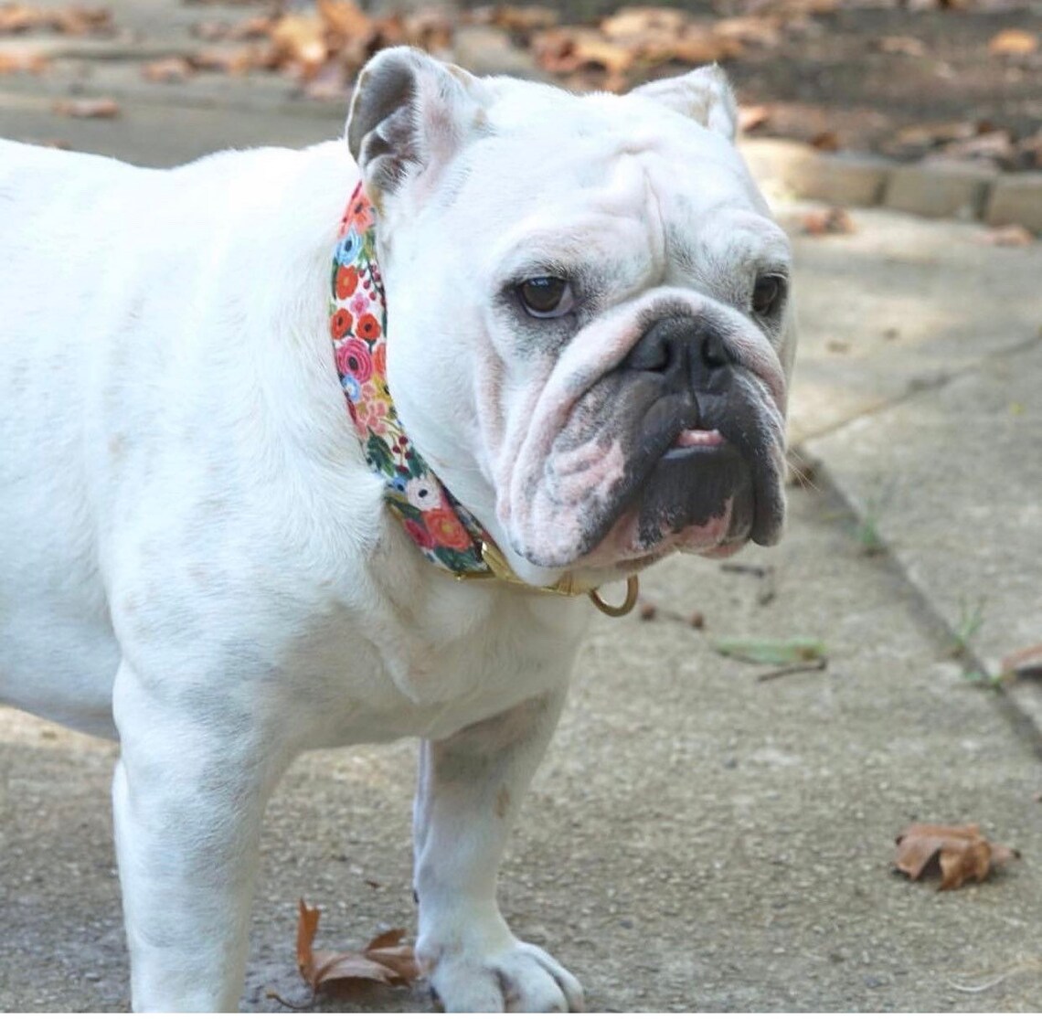 Floral Engraved Dog Collar Engraved Buckle Dog Collar Etsy