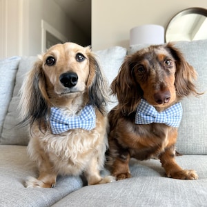 Dress your pup in timeless charm with a Duke & Fox® dog bow tie! 🎀 Each bow tie is handmade in Tennessee with care and attention to detail, featuring stylish patterns like plaid, florals, and seasonal prints. Designed to easily attach to any collar with a secure Velcro strap, they stay perfectly in place for photos, walks, and special occasions. Available in multiple sizes to fit every breed, these bow ties make every pup look dapper and ready for any celebration.
