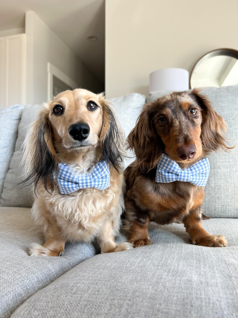 Dress your pup in timeless charm with a Duke & Fox® dog bow tie! 🎀 Each bow tie is handmade in Tennessee with care and attention to detail, featuring stylish patterns like plaid, florals, and seasonal prints. Designed to easily attach to any collar with a secure Velcro strap, they stay perfectly in place for photos, walks, and special occasions. Available in multiple sizes to fit every breed, these bow ties make every pup look dapper and ready for any celebration.