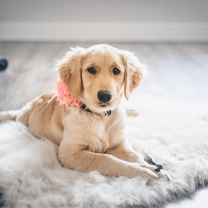 golden retriever puppy wearing a dog collar flower accessory. Dog Collar Accessory, Dog Collar Flower, Flower for dog collars, pink dog collar flower, red dog collar flower, purple dog collar flower, wedding dog collar flower, dogs and weddings