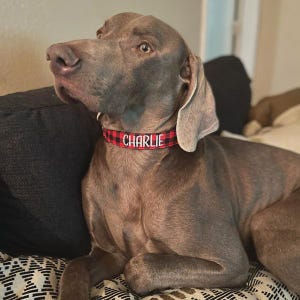 May include: A brown dog wearing a red and black buffalo plaid collar with the name CHARLIE embroidered in white capital letters. The collar is positioned around the neck of the dog, which is looking toward the left side of the frame.