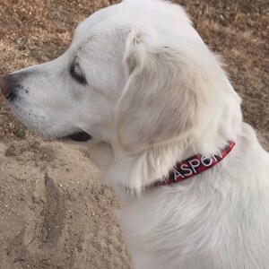 May include: A white dog with long fur wearing a red and black buffalo plaid collar. The collar features the name ASPEN embroidered in white capital letters on the fabric. The dog is shown in profile, facing left, with its head and neck visible.