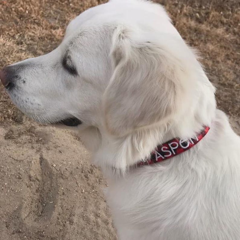 May include: A white dog with long fur wearing a red and black buffalo plaid collar. The collar features the name ASPEN embroidered in white capital letters on the fabric. The dog is shown in profile, facing left, with its head and neck visible.